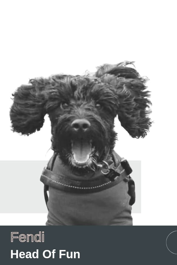Fendi, Head of Fun at Online Marketing Help